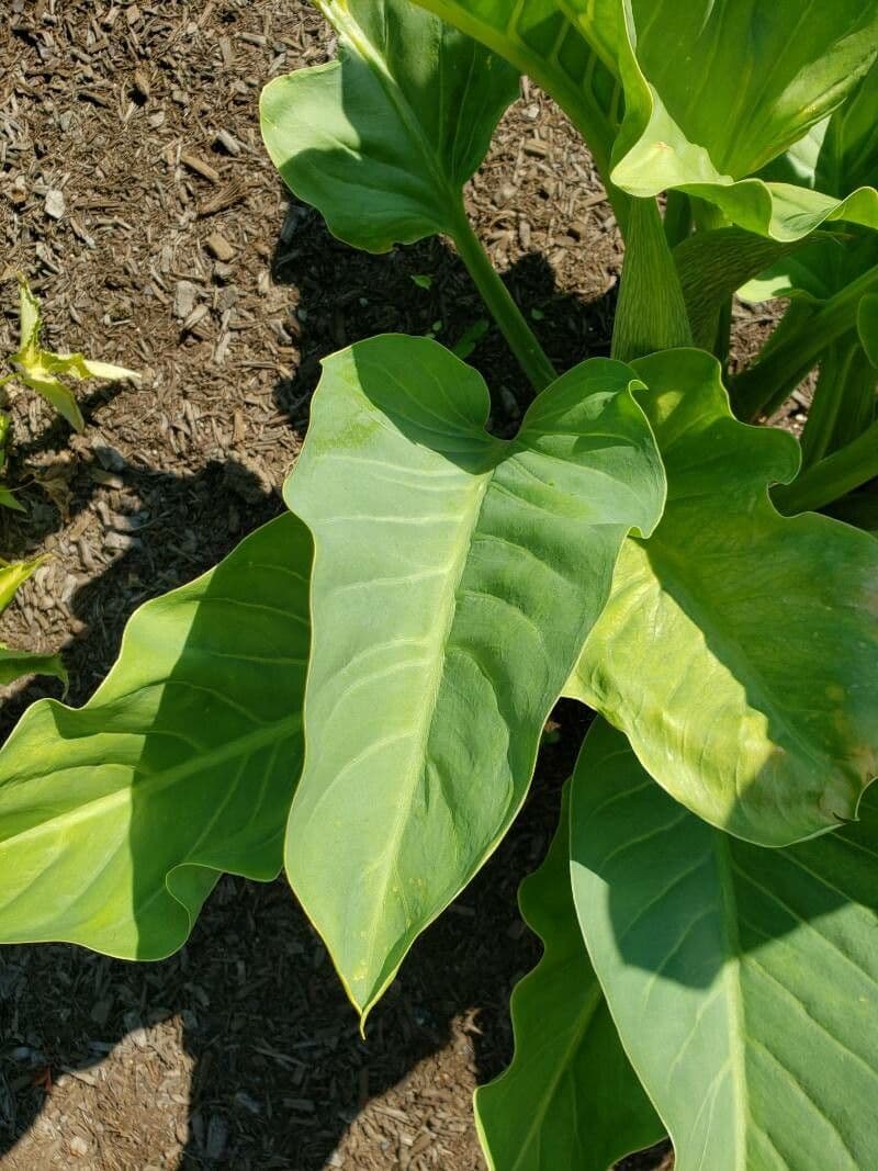 Synandrospadix 7
