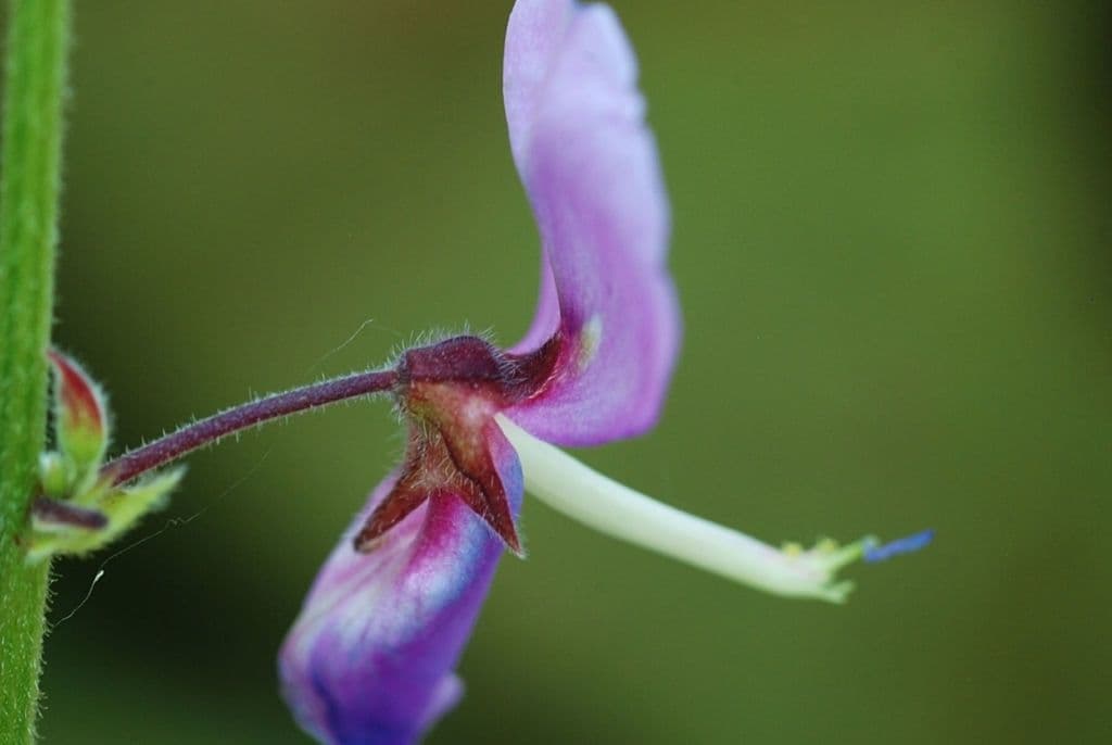 Desmodium cuspidato 5