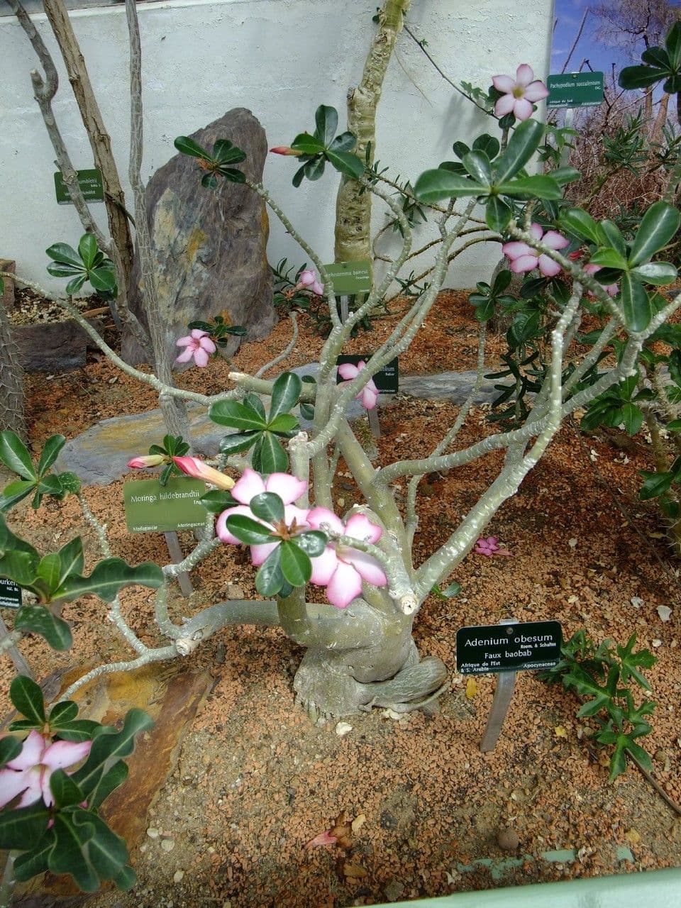 Adenium 14
