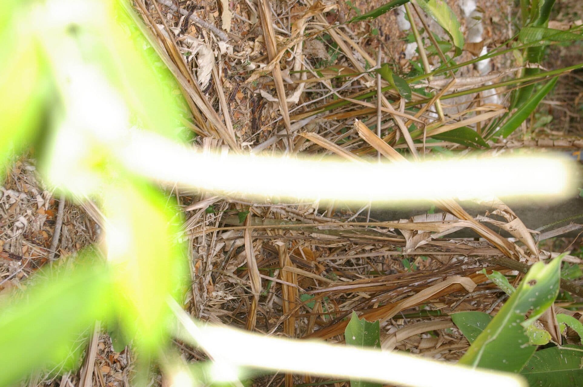 Pimienta tuberculada 19