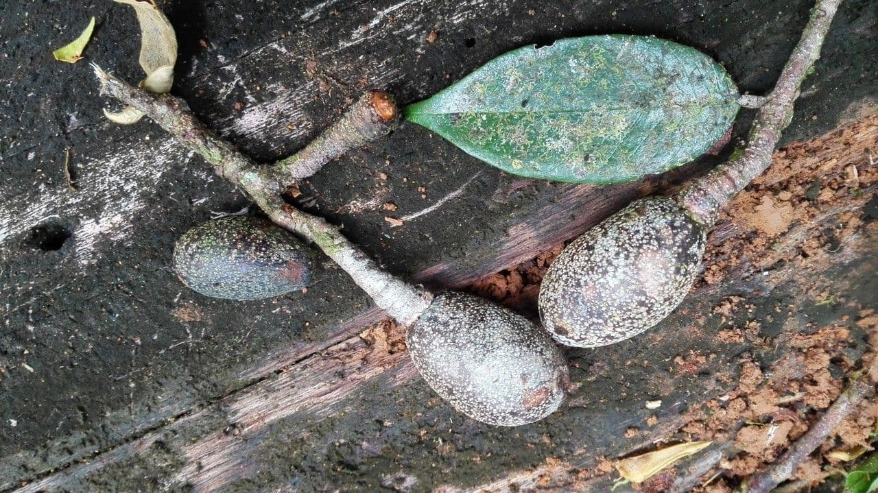 Parinari excelsa 2