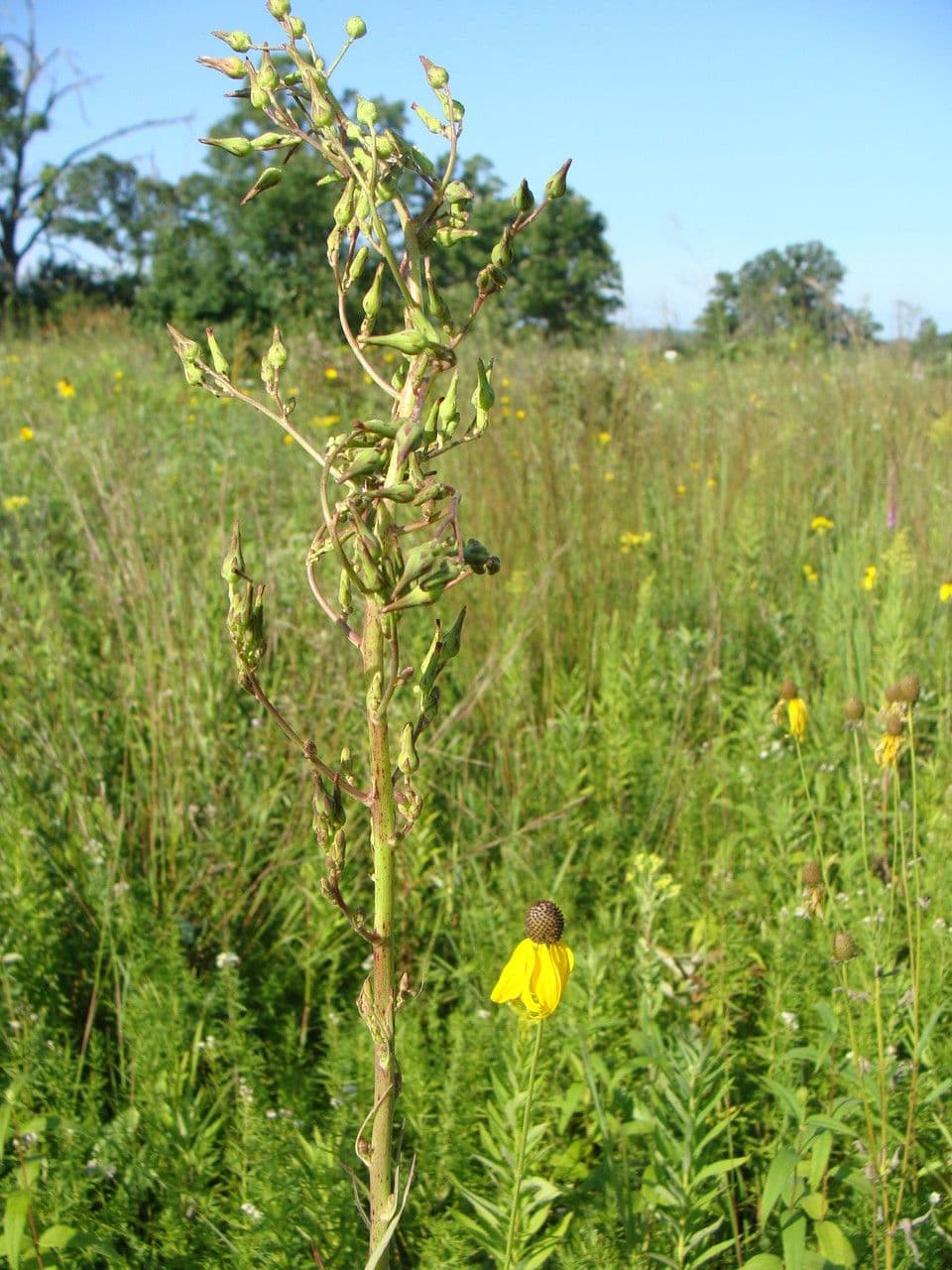 Lactuca 8
