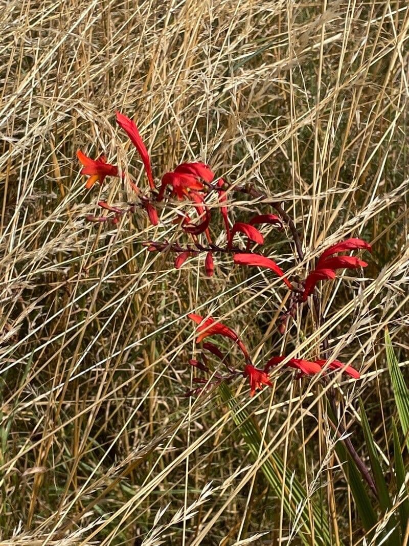 Crocosmia paniculata 5