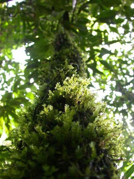 Quiina macrophylla 6