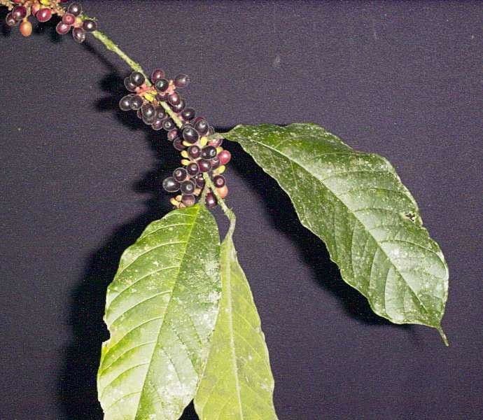 Sorocea 18