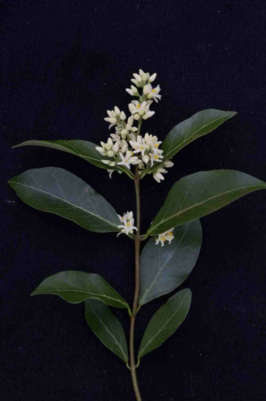 Forsteronia