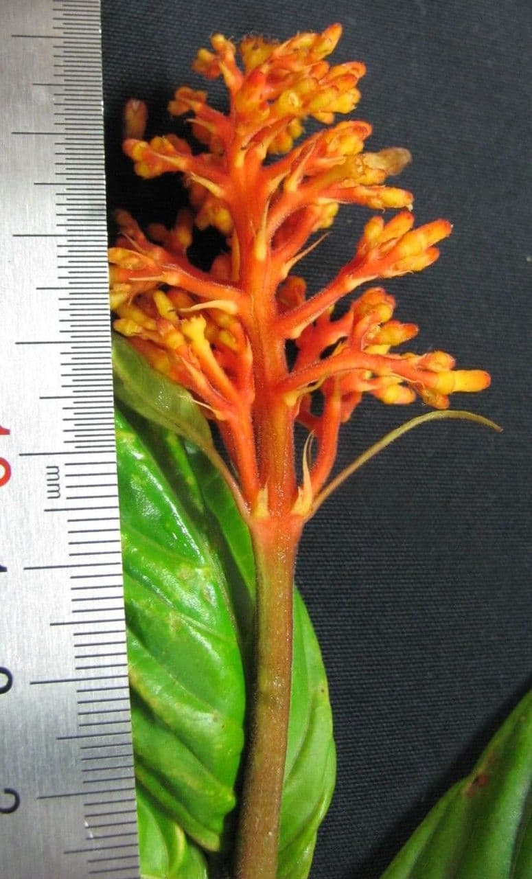 Palicourea 7