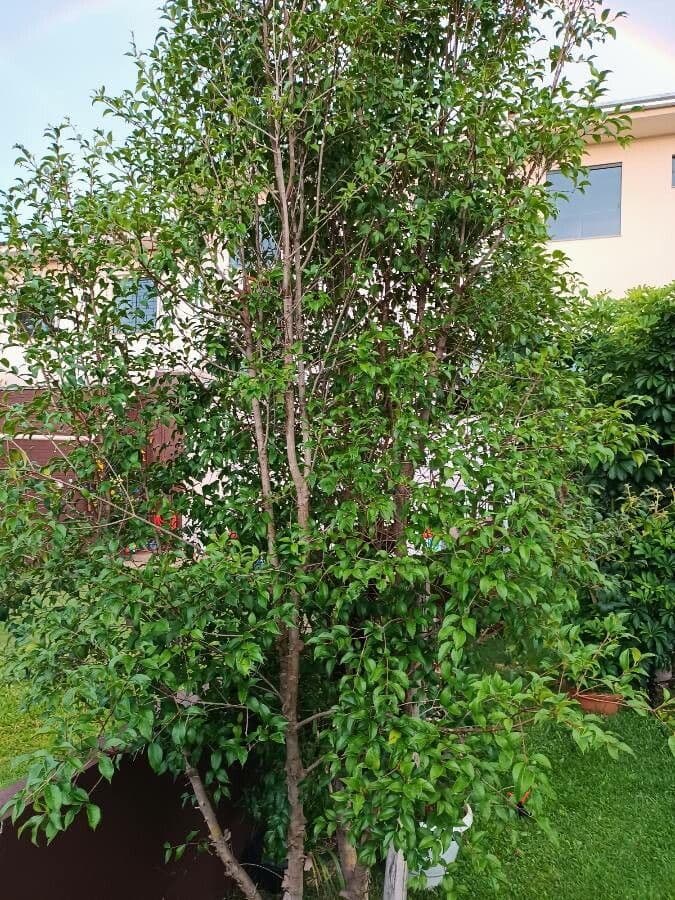 Eugenia 2