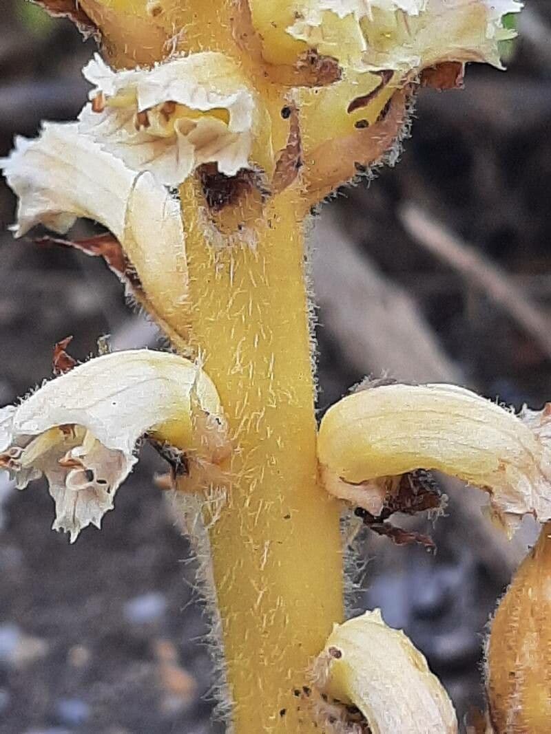 Succiamele garofanato 19
