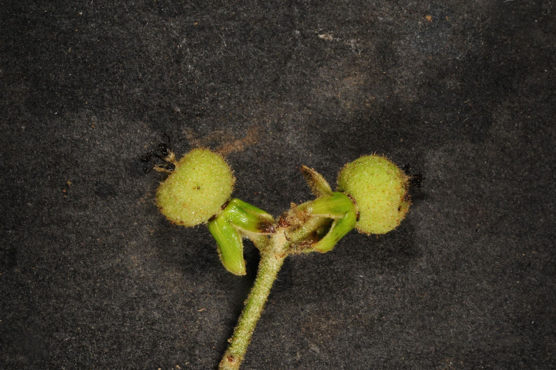 Croton