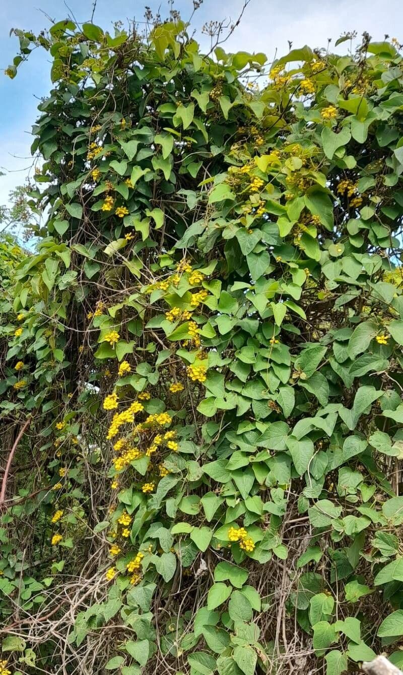 Stigmaphyllon 7