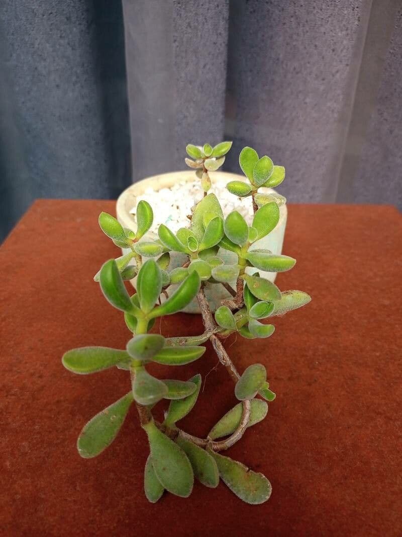 Crassula 20