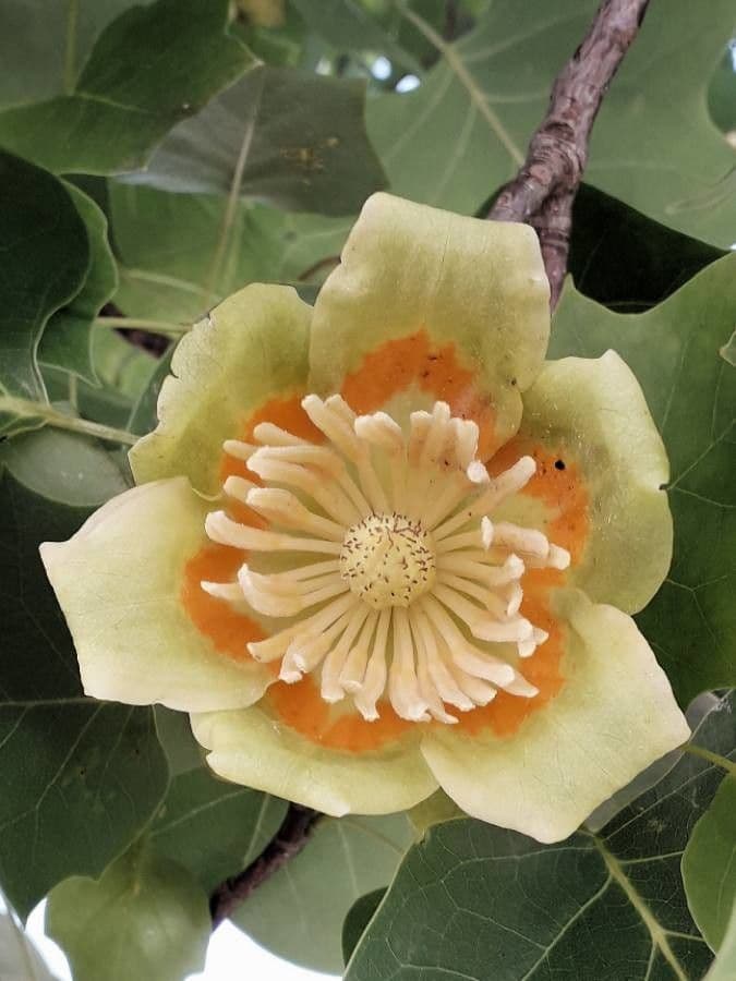 Tulipifero 10