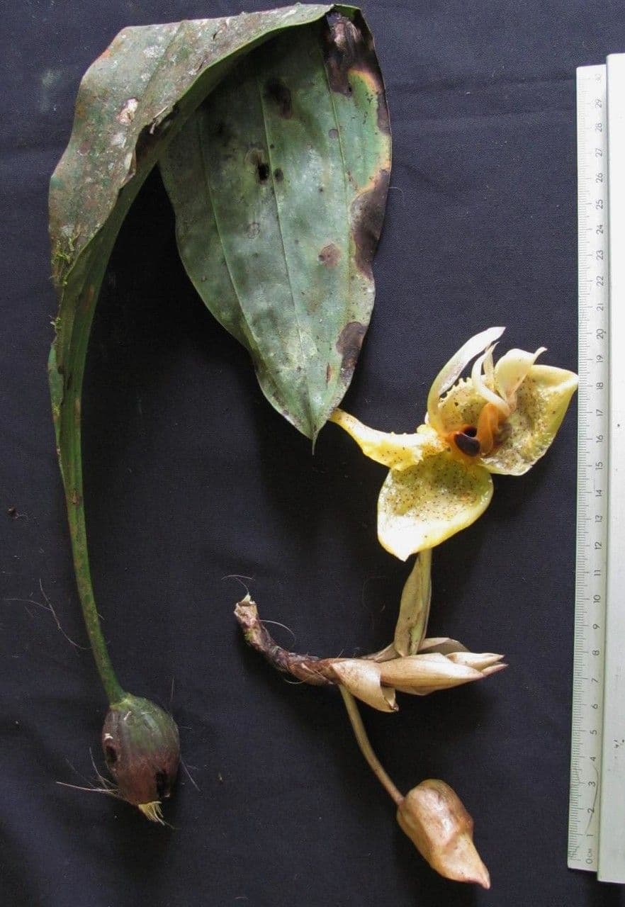 Stanhopea 13