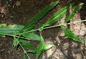 Isocarpha 11