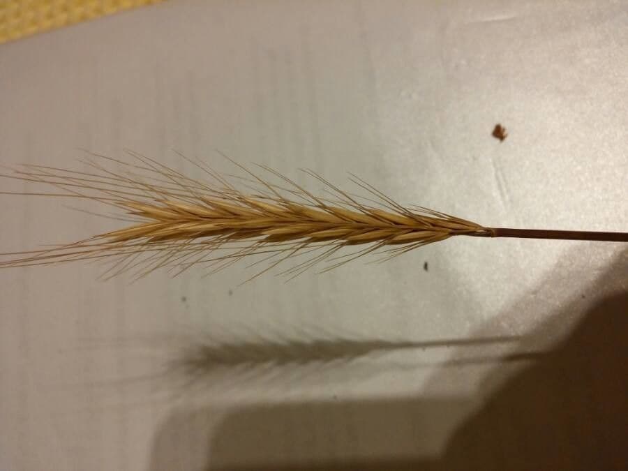 Orzo bulboso 17