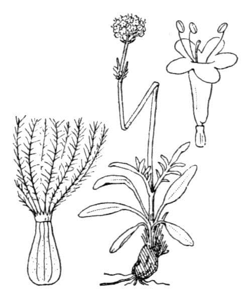 Valeriana tuberosa 28