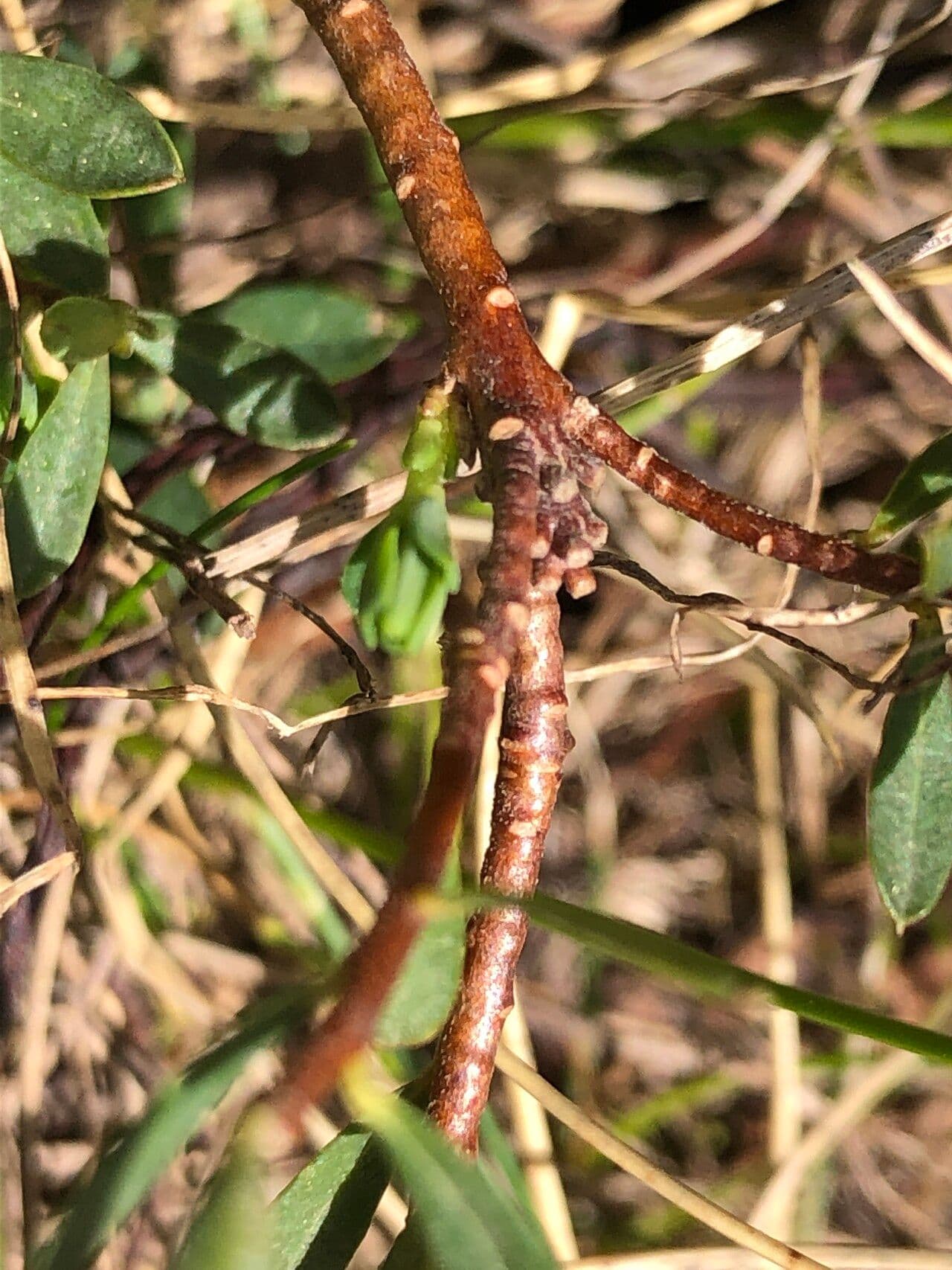 Coutoubéa 20
