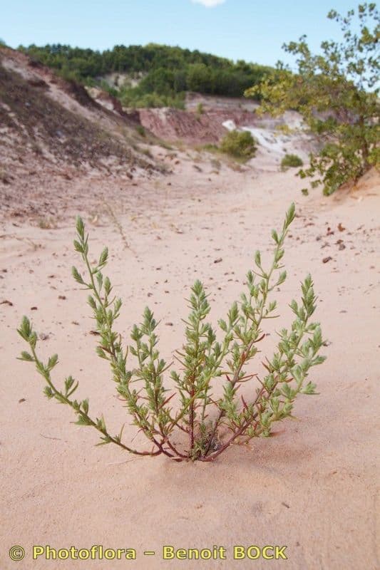 Corispermum 4