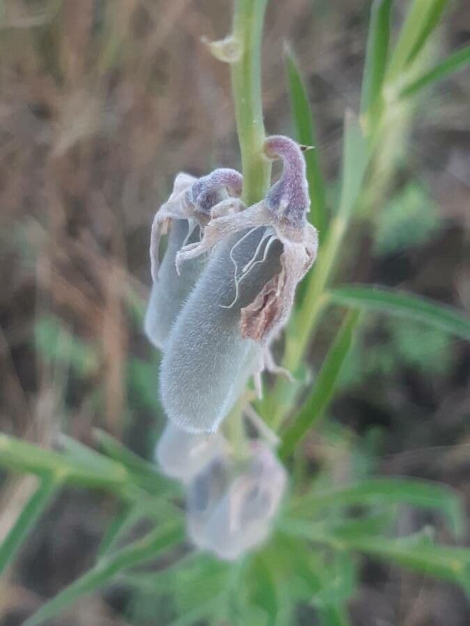Crotalaria juncea 2