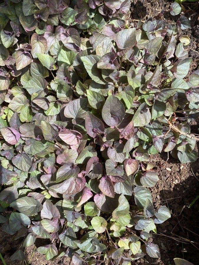 Viola del Labrador 16