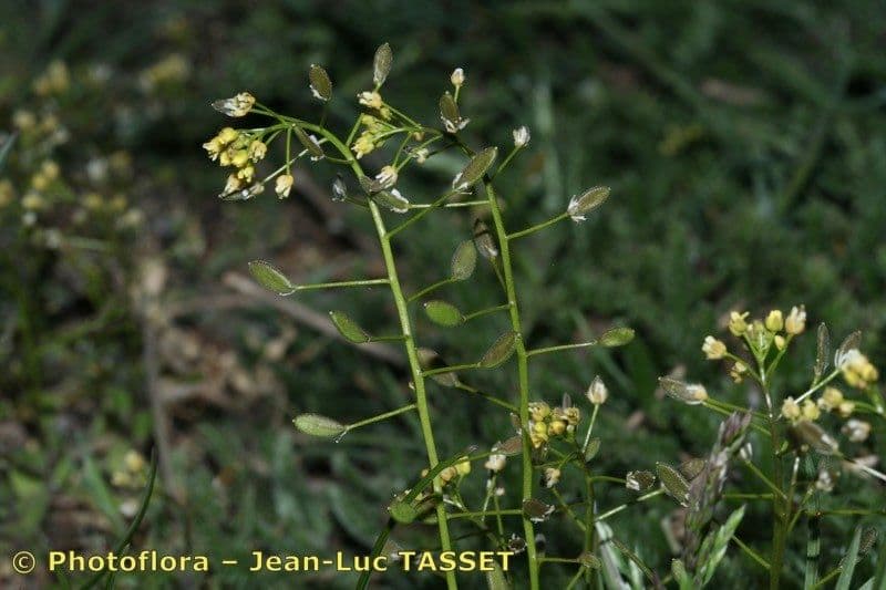 Draba lesná 20