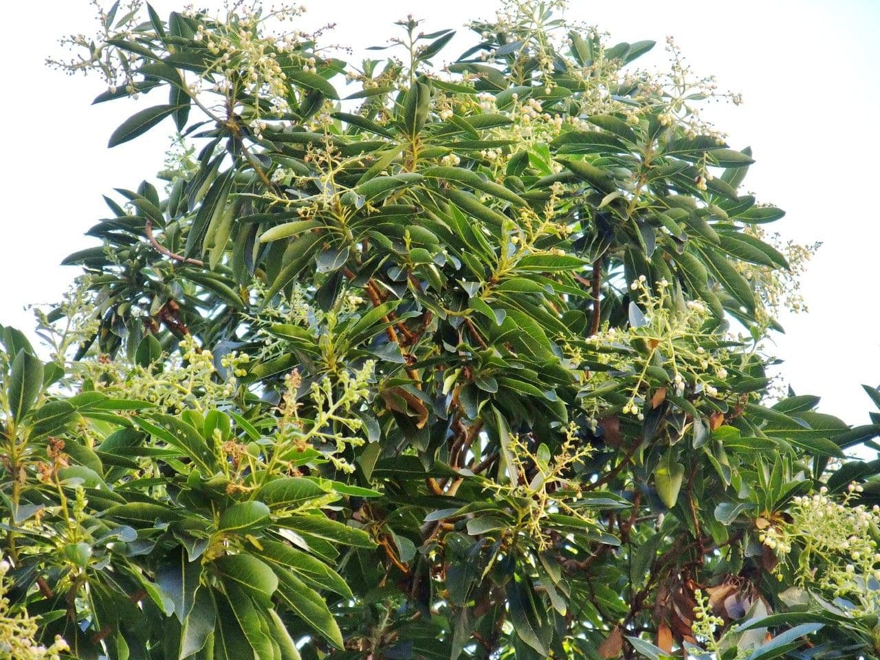 Albero di fragole 14