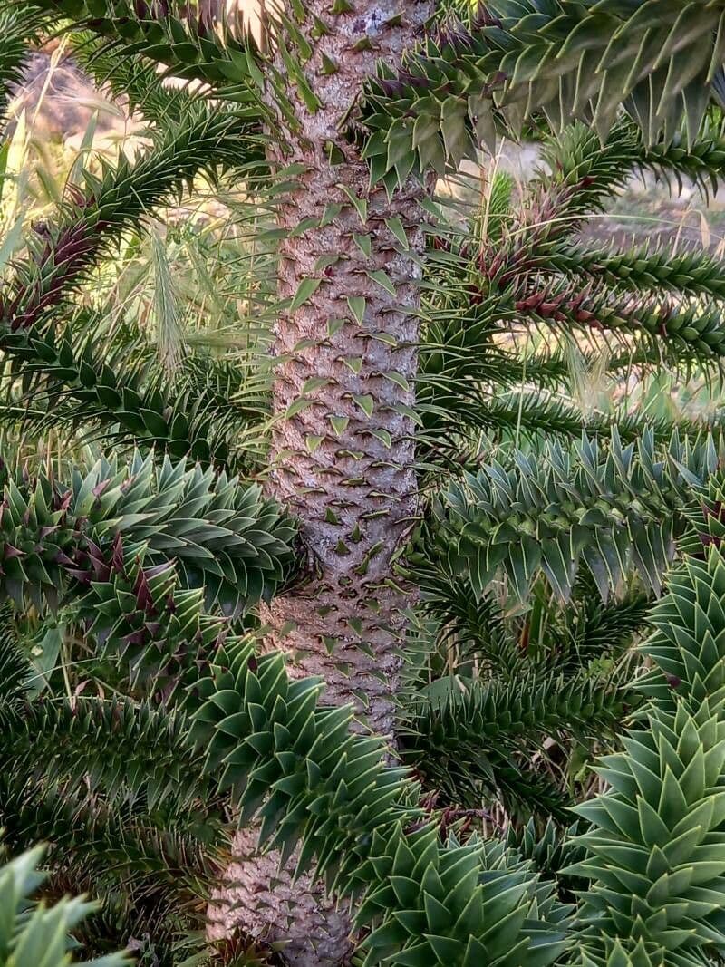 Aracauaria 23