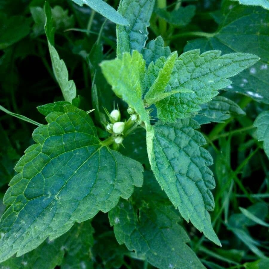 Falsa ortiga bianca 17