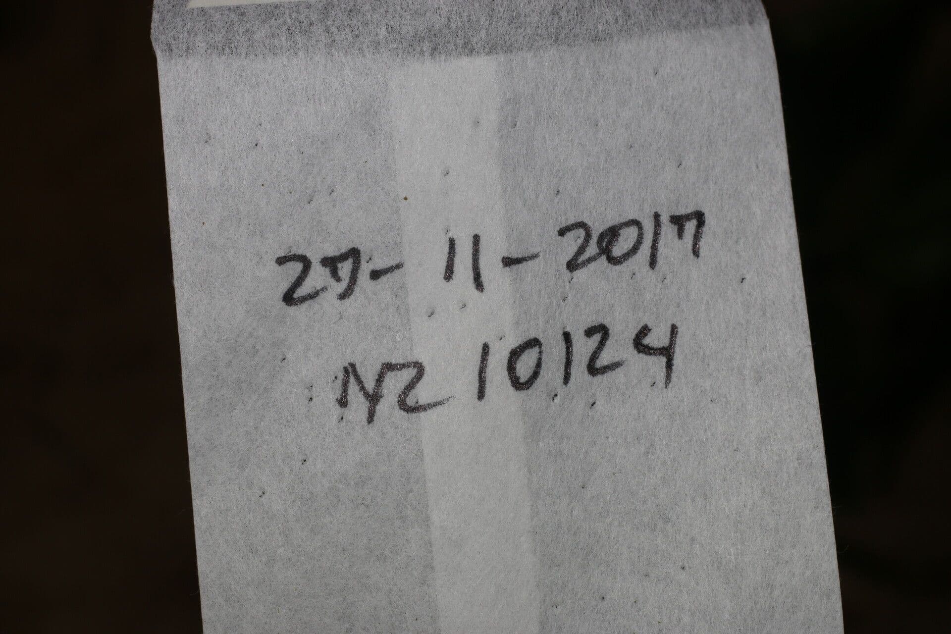 Großblättrige Randie 13