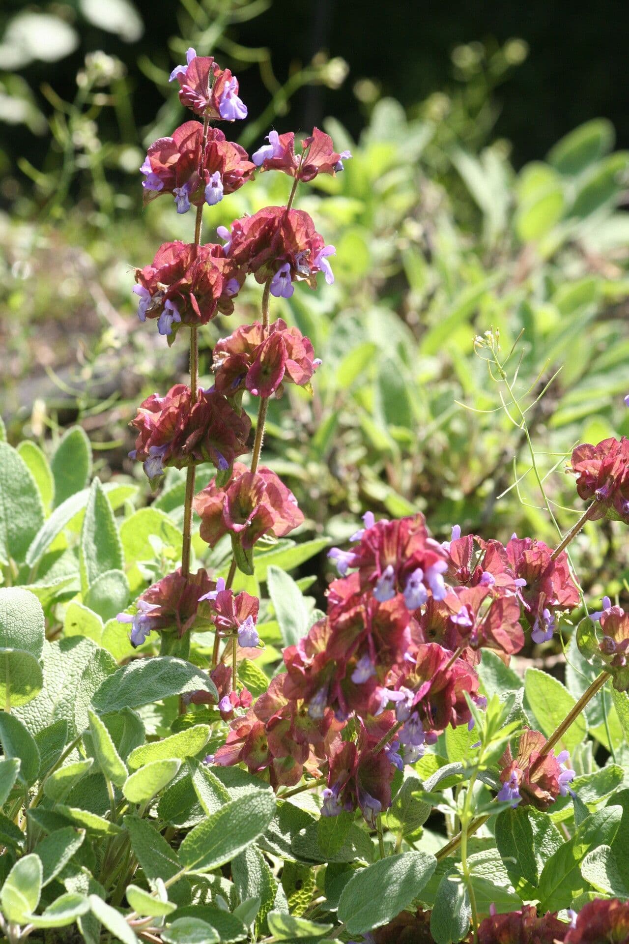 Salvia 2