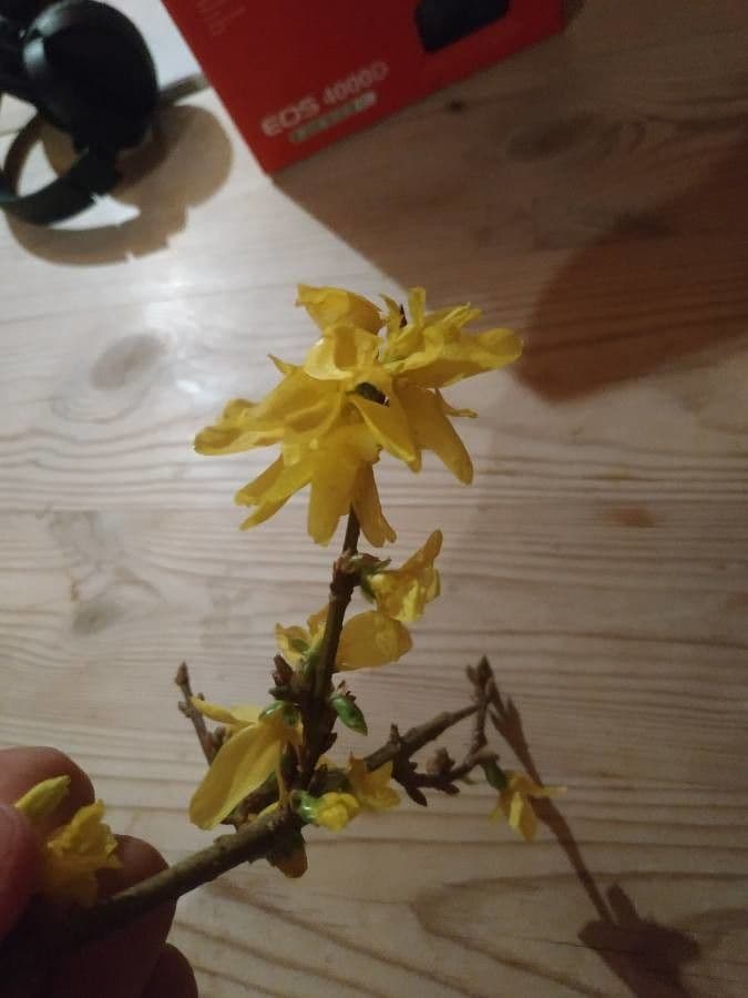 Forsythia pendula 23