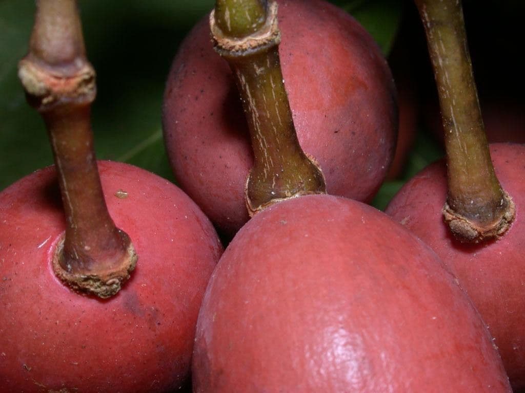 Gnetum