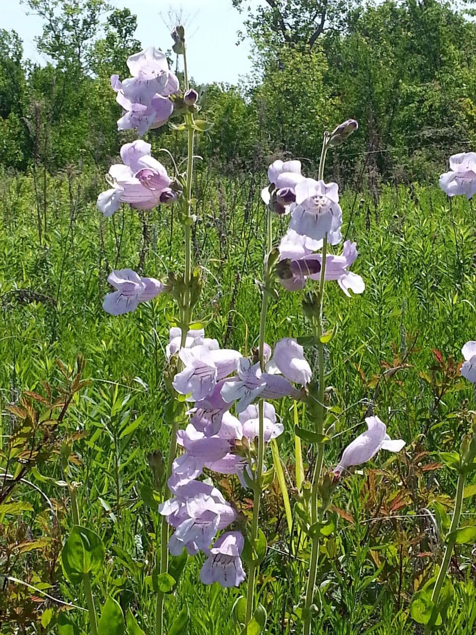 Penstemon cobaea 6