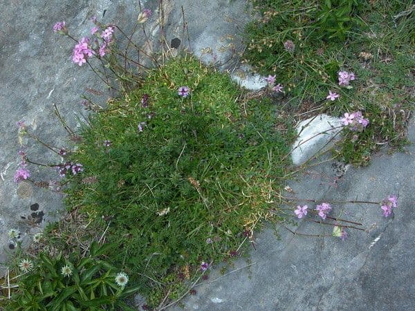 Steinrose 9