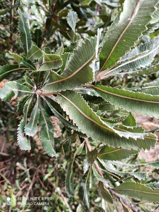 Banksia 16