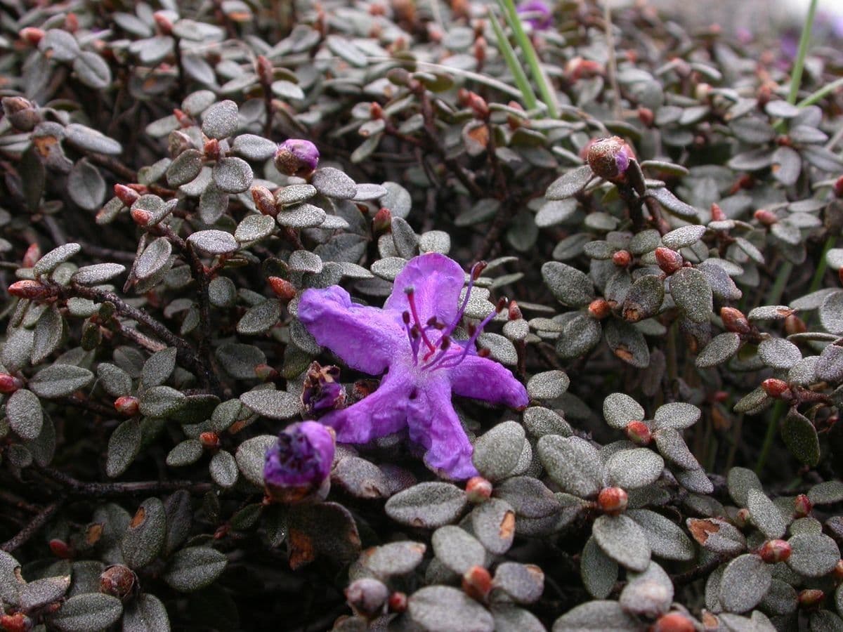 Alpenrose