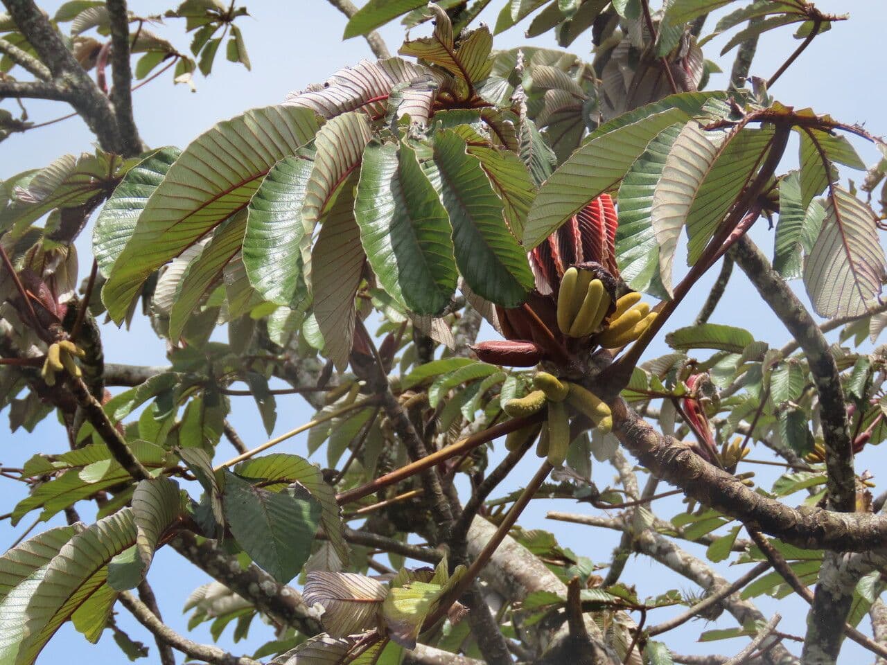 Albero di guarumo 15