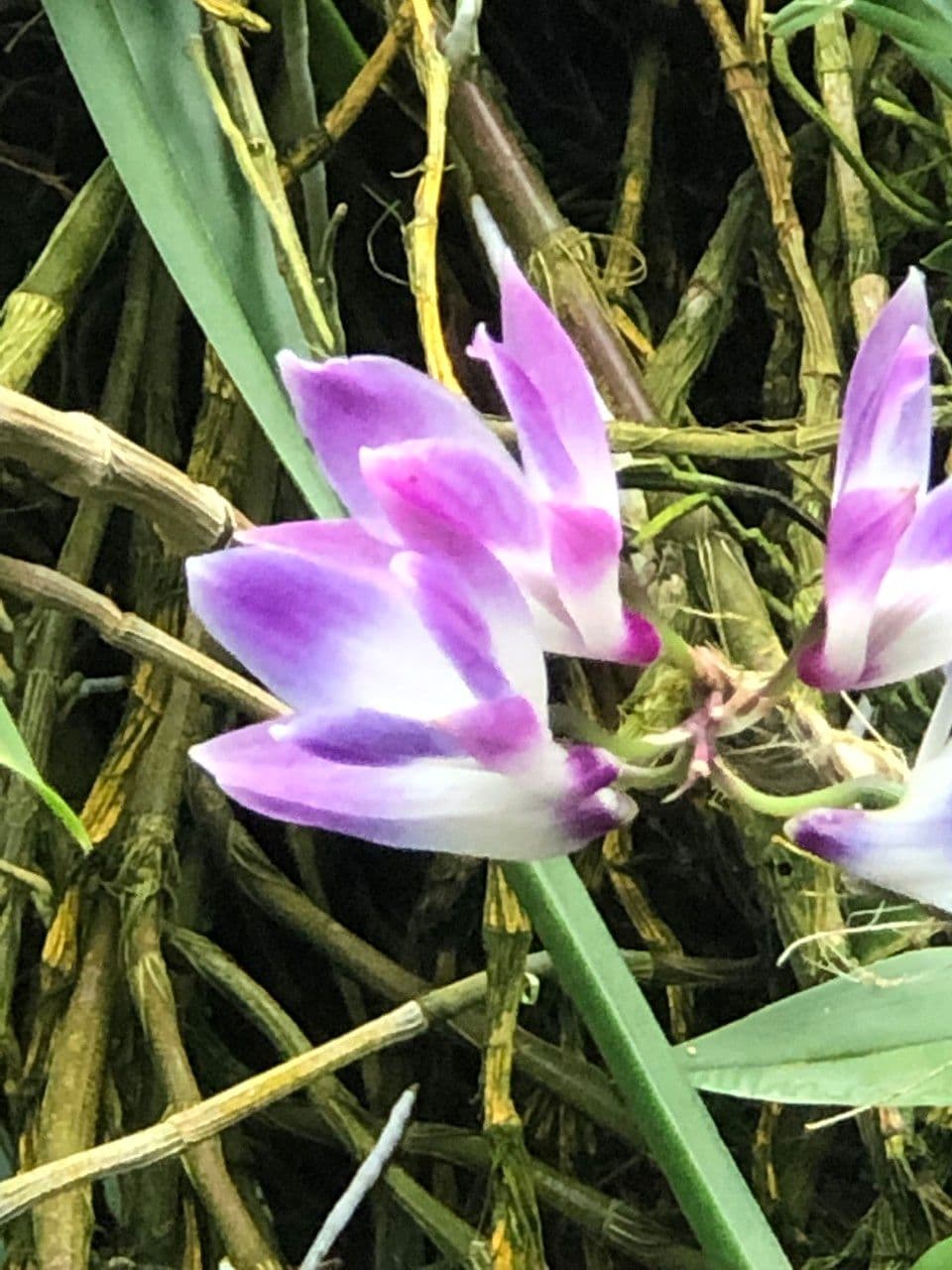 Dendrobium victoriae-reginae 4