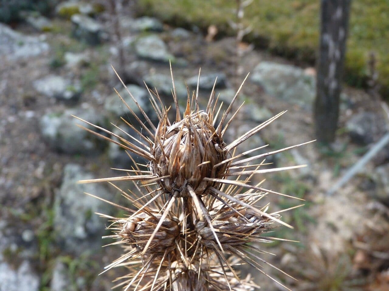 Ptilostemon casabonae 5