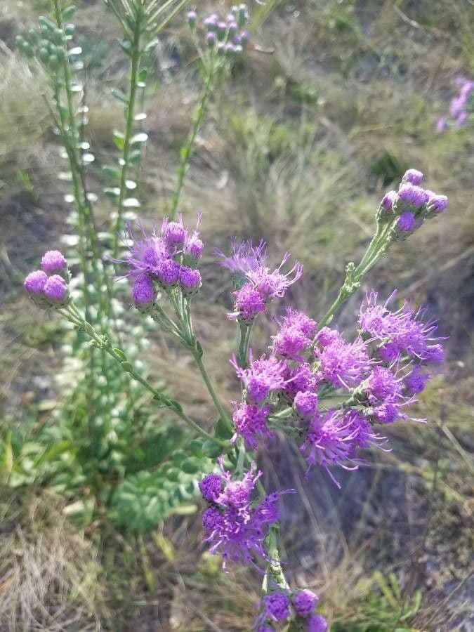 Vernonia di Baldwin 3