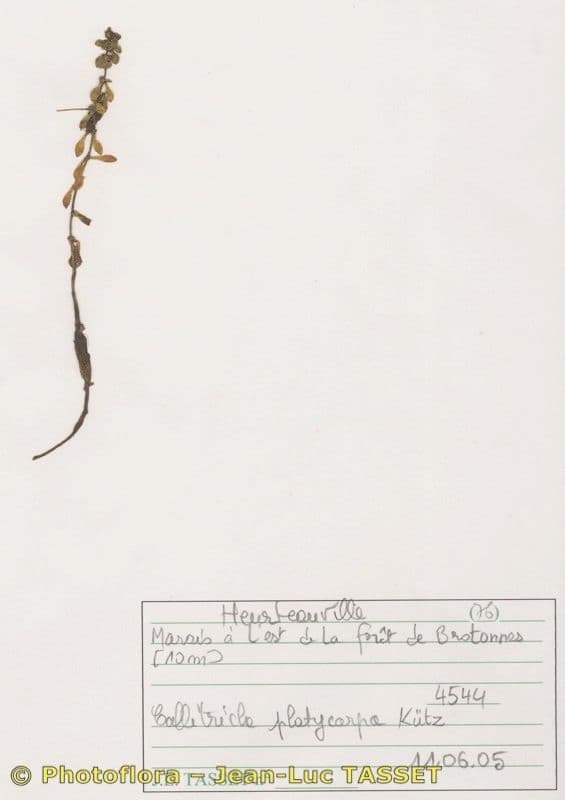 Estrellada 2