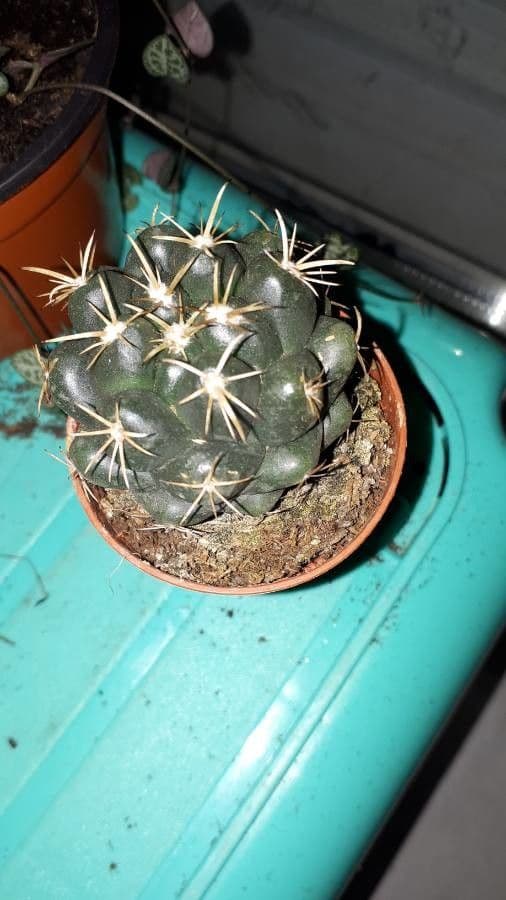 Thelocactus hexaedrophorus 8