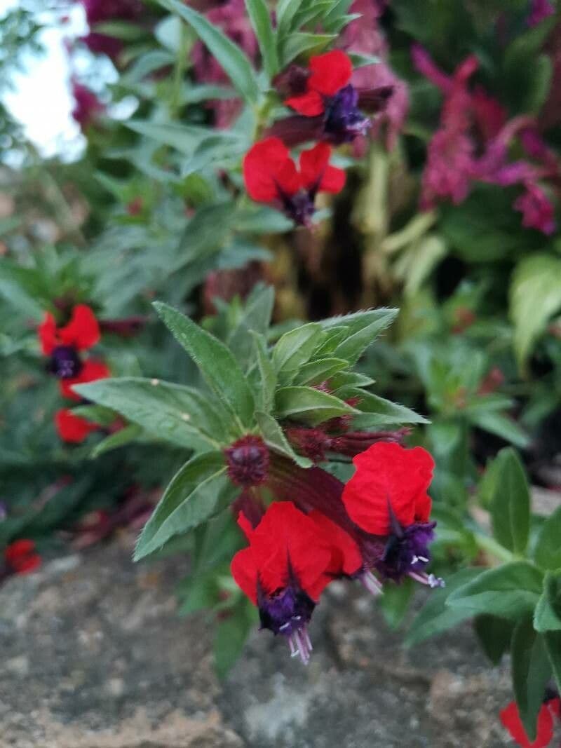 Cuphea llavea 6