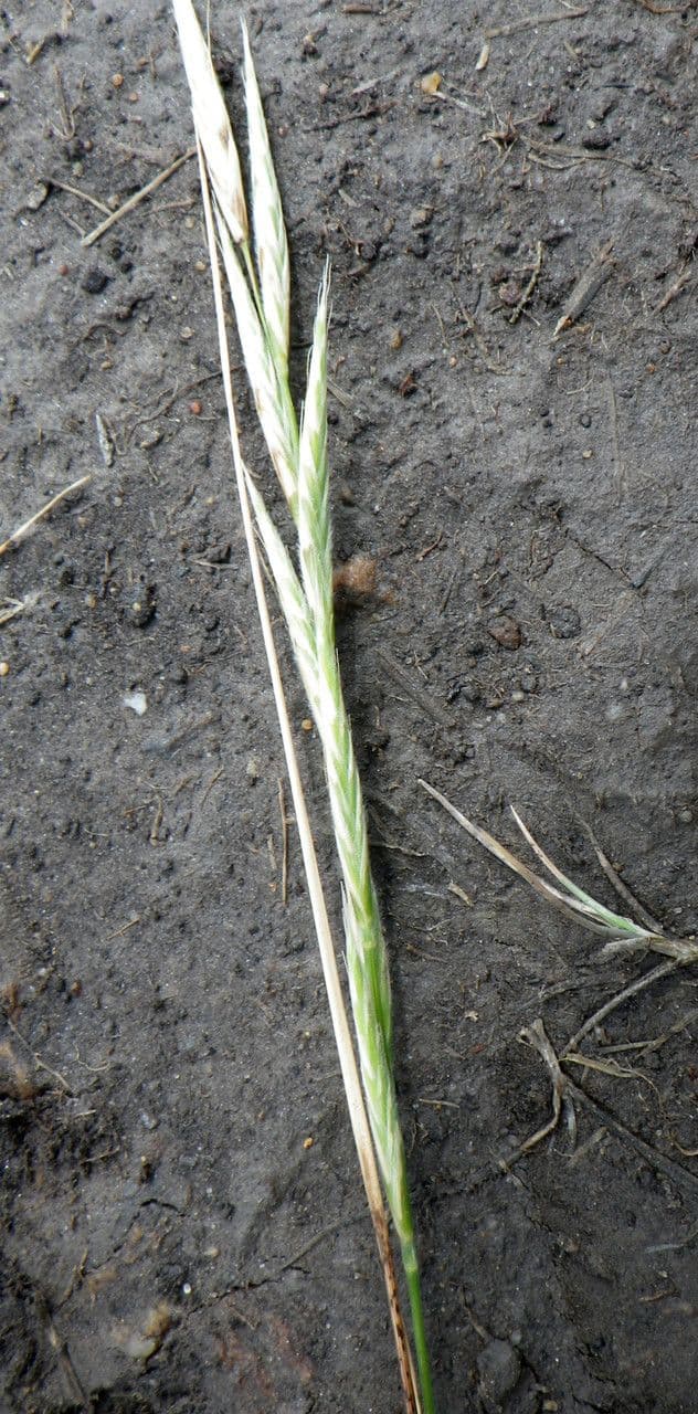 Brachypode penné 7