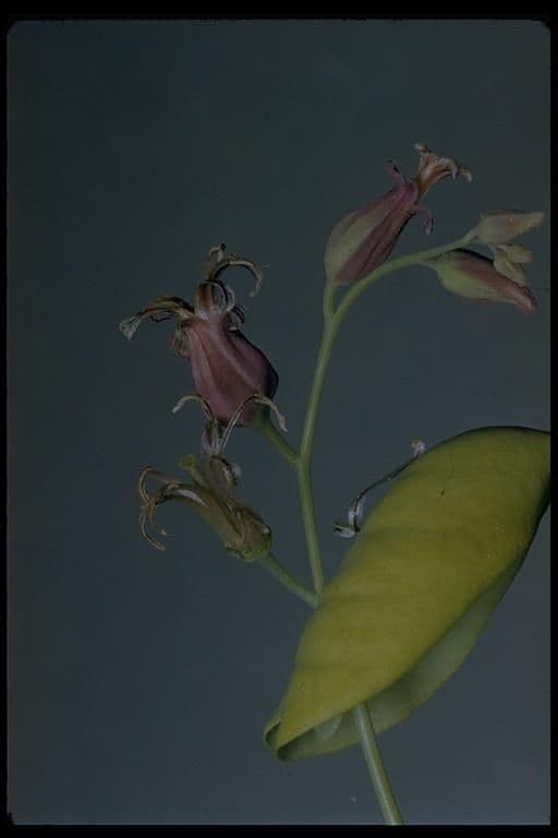 Streptanthus tortuosus 8