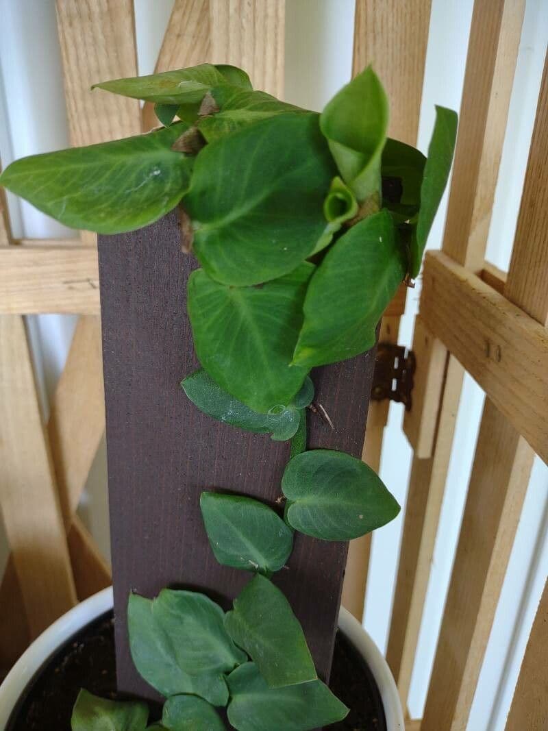 Rhaphidophora 4
