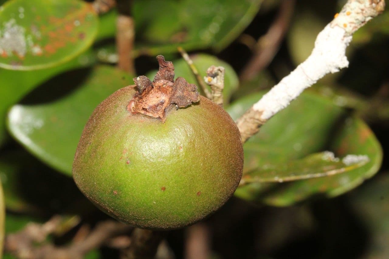 Eugenia 2