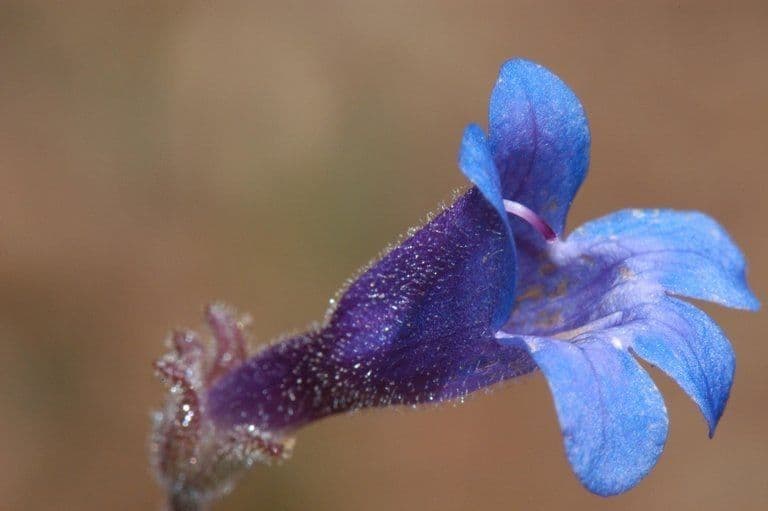 Penstemon 4