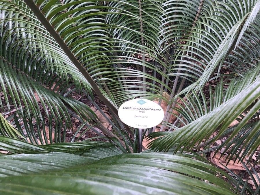 Lepidozamia 5